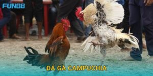 Đá gà Campuchia Fun88 kịch tính và đầy hấp dẫn