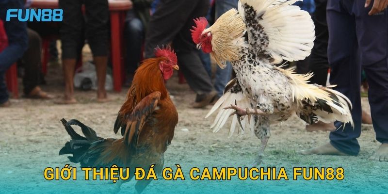 Đá gà Campuchia Fun88 kịch tính và đầy hấp dẫn 2 Giới thiệu đá gà Campuchia Fun88