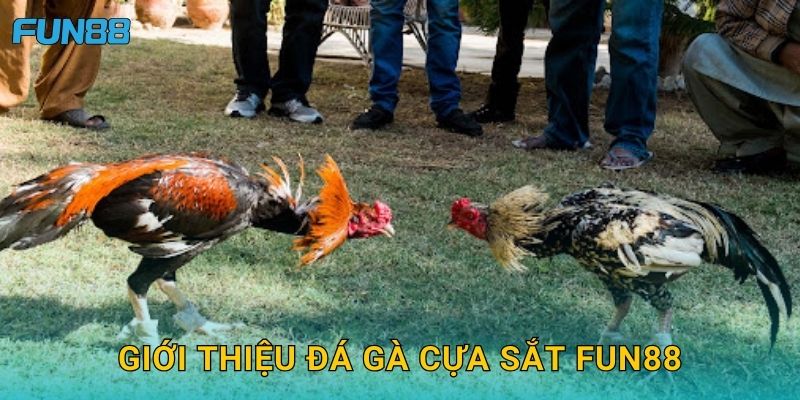 Đá gà cựa sắt Fun88 hấp dẫn với lối chơi gay cấn 2 Giới thiệu đá gà cựa sắt Fun88
