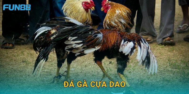 Đá gà cựa dao Fun88 mang đến cảm giác mãnh liệt