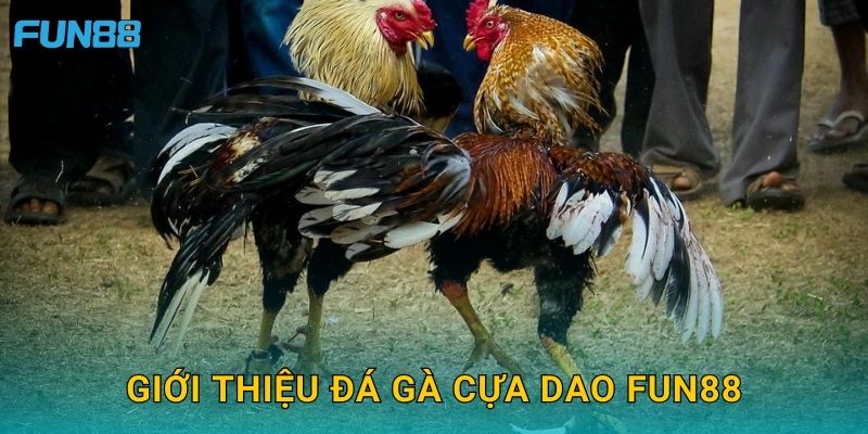 Giới thiệu đá gà cựa dao Fun88