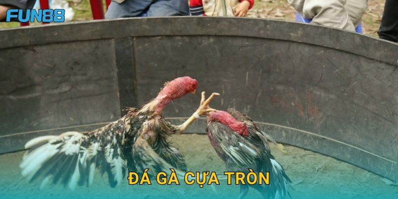 Đá gà cựa tròn Fun88 truyền thống và kịch tính