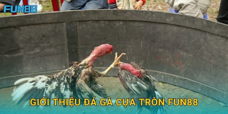 Đá gà cựa tròn Fun88 truyền thống và kịch tính 2 Giới thiệu đá gà cựa tròn Fun88