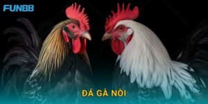 Đá gà nòi Fun88 tái hiện nét đặc trưng dân gian