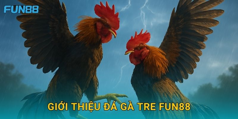 Giới thiệu đá gà tre Fun88
