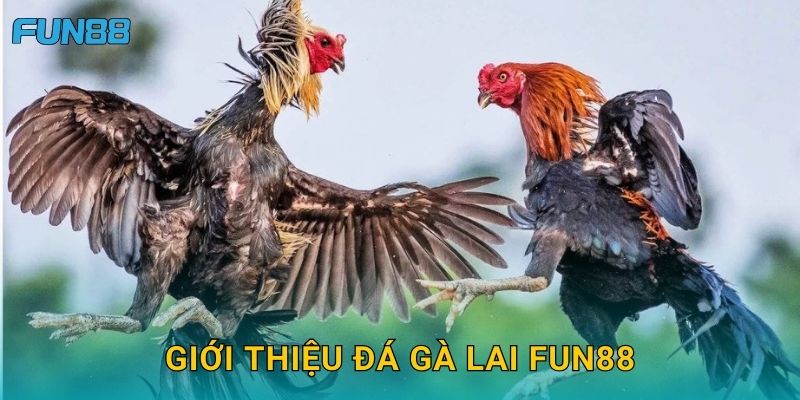 Giới thiệu đá gà lai Fun88