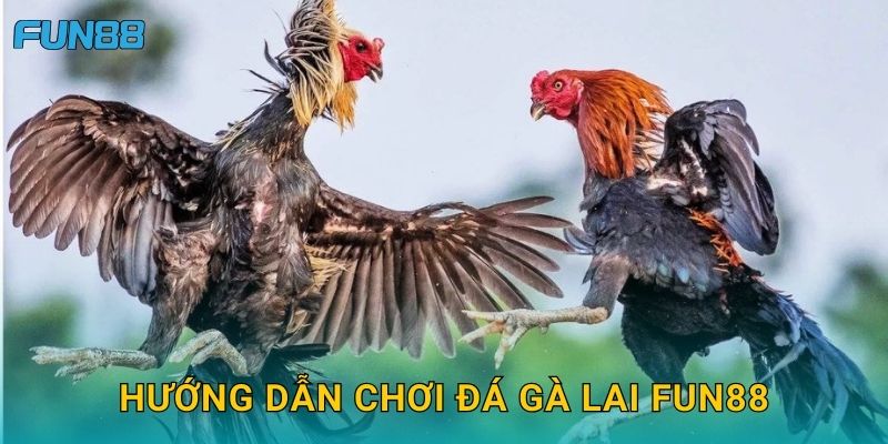 Hướng dẫn chơi đá gà lai Fun88