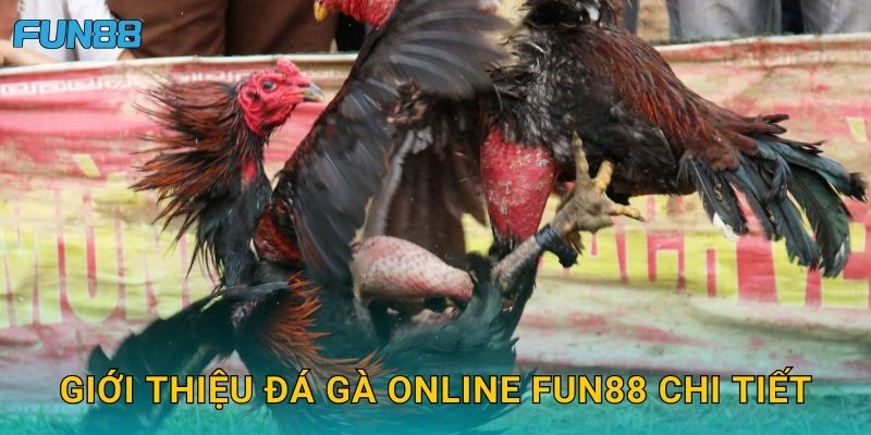 Giới thiệu đá gà online Fun88 chi tiết