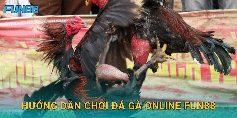 Hướng dẫn chơi đá gà online Fun88