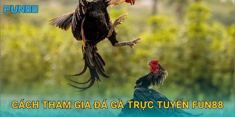 Cách tham gia đá gà trực tuyến Fun88