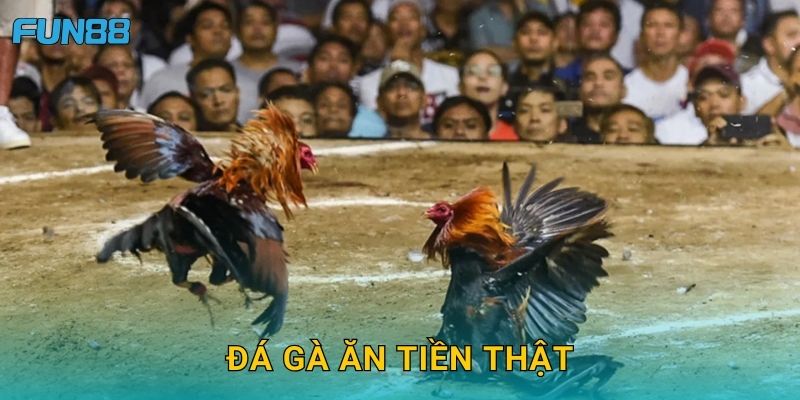Đá gà ăn tiền thật Fun88 an toàn và minh bạch tuyệt đối