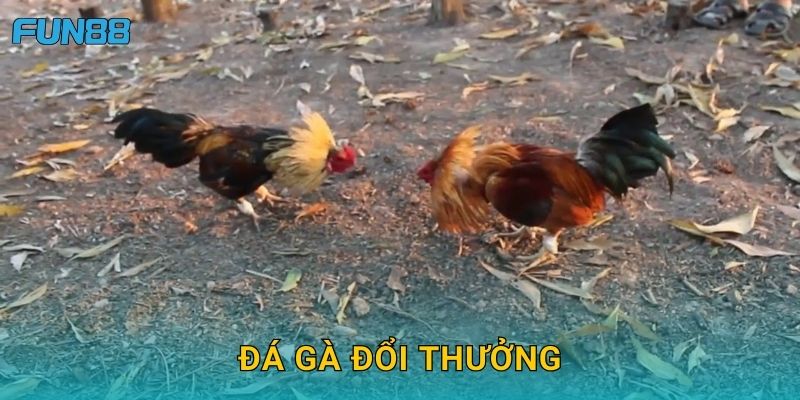 Đá gà đổi thưởng Fun88 cơ hội nhận quà cực giá trị
