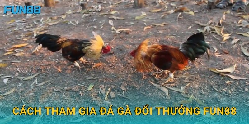Cách tham gia đá gà đổi thưởng Fun88