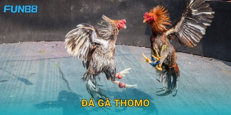 Đá gà Thomo Fun88 tái hiện đấu trường Campuchia