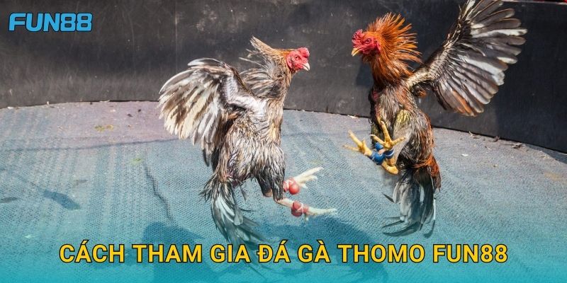 Cách tham gia đá gà Thomo Fun88
